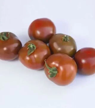 Насіння томату КС 3900 F1, п.о. 500 насінин (Kitano Seeds)