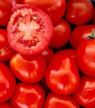 Семена томата Леонероссо F1, п.е. 25 тыс. семян (Cora Seeds)