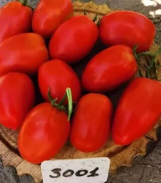 Семена томата Симон F1 (INX 3001), п.е. 1 тыс. семян (Innova Seeds)