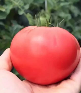 Насіння томату ТЕХ 2720 F1, п.о. 250 насінин (Takii Seed)