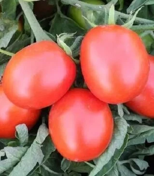 Семена томата Бриксол F1, п.е. 10 тыс. семян (United Genetics)