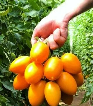 Семена томата TС 02-0477 F1, п.е. 500 семян (Solare Sementi)