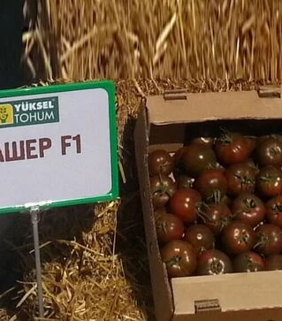 Насіння томату Сашер F1, п.о. 500 насінин (Yuksel Tohum)