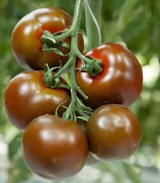 Семена томата Наоми F1, п.е. 500 семян (Breeding Seeds)