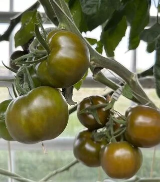 Семена томата Наоми F1, п.е. 500 семян (Breeding Seeds)