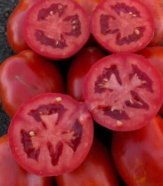 Семена томата 9985 F1, п.е. 5 тыс. семян (Spark Seeds)