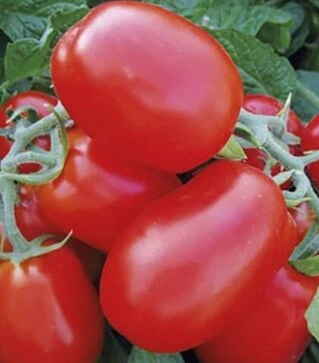 Семена томата 1510 F1, п.е. 5 тыс. семян (Spark Seeds)