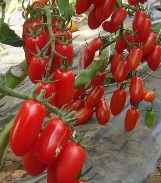 Семена томата Гаспачо F1, 50 г (Breeding Seeds)