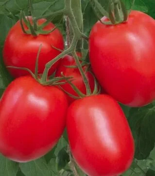 Насіння томату Ріо Гранде, 500 г (Spark Seeds)