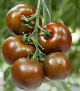 Семена томата Наоми F1, п.е. 1 тыс. семян (Breeding Seeds)