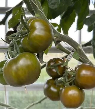 Семена томата Наоми F1, п.е. 1 тыс. семян (Breeding Seeds)