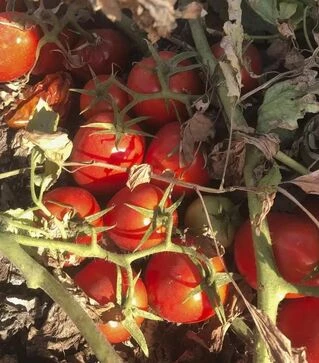 Семена томата 2123 F1, п.е. 100 тыс. семян (Heinz)