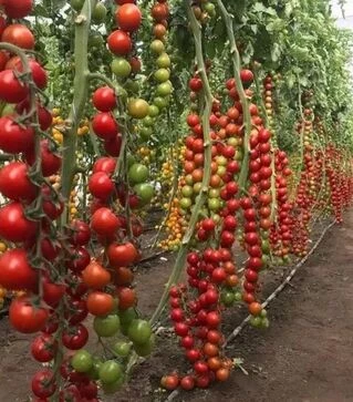 Семена томата Деличчио F1, п.е. 250 семян (Hazera)