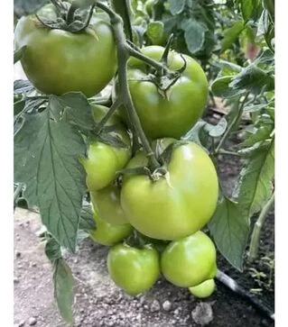 Семена томата F155 F1, п.е. 250 семян (Spark Seeds)