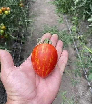 Семена томата Филадельфия F1, п.е. 250 семян (Spark Seeds)