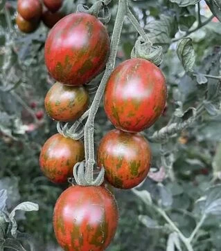 Семена томата Маритта F1, п.е. 250 семян (Spark Seeds)