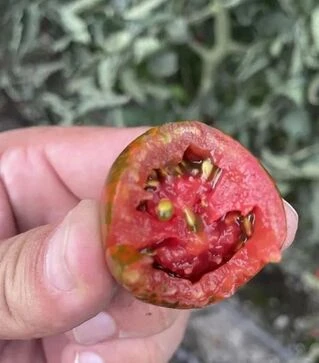 Семена томата Маритта F1, п.е. 250 семян (Spark Seeds)