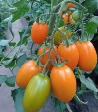 Семена томата Пальмира F1, п.е. 250 семян (Breeding Seeds)