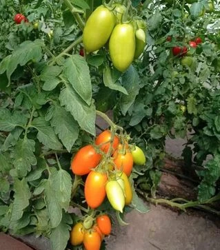 Семена томата Пальмира F1, п.е. 250 семян (Breeding Seeds)
