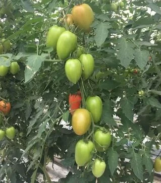 Семена томата Эльза F1, п.е. 250 семян (Spark Seeds)