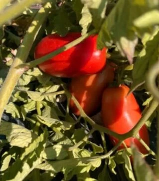 Семена томата Драй F1, п.е. 5 тыс. семян (Spark Seeds)