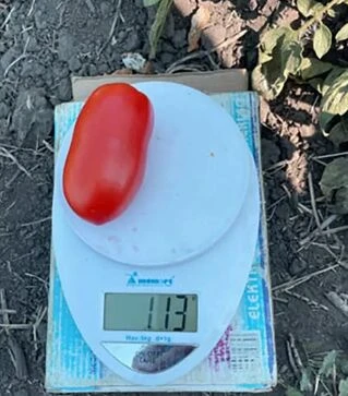 Семена томата Драй F1, п.е. 5 тыс. семян (Spark Seeds)