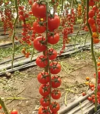 Семена томата Порпора F1, п.е. 50 семян (Esasem)
