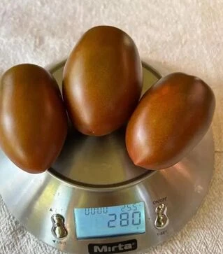 Семена томата Сиара F1, п.е. 500 семян (Breeding Seeds)