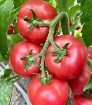 Семена томата Эстет F1, п.е. 500 семян (Syngenta)