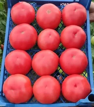 Семена томата Эстет F1, п.е. 500 семян (Syngenta)