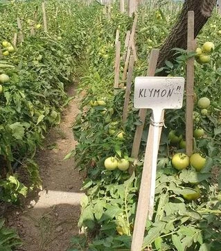 Насіння томату Климон F1, п.о. 500 насінин (Sakata)
