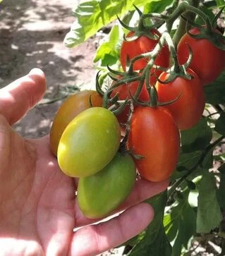 Семена томата Блумко F1, п.е. 500 семян (Semo)