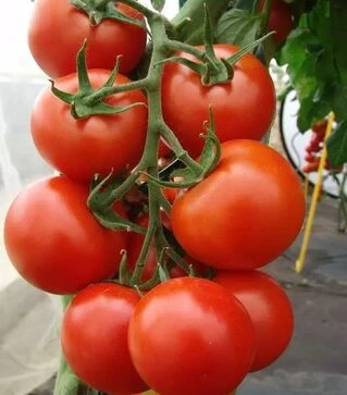 Семена томата Педро F1, п.е. 500 семян (Moravoseed)