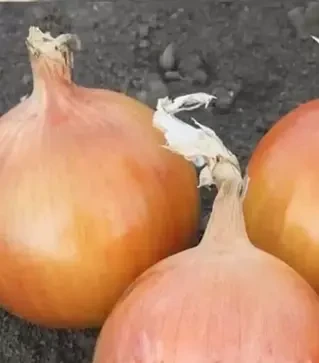 Семена репчатого лука Джела F1, п.е. 250 тыс. семян (Libra Seeds)