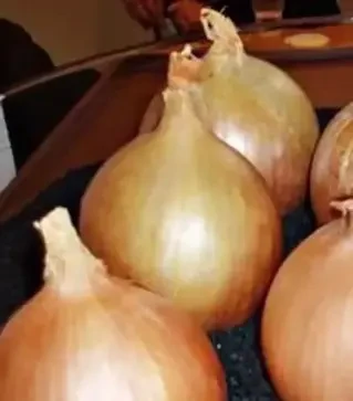 Семена репчатого лука Венера F1, п.е. 250 тыс. семян (Libra Seeds)