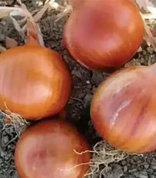 Насіння ріпчатої цибулі Соня F1, п.о. 250 тис. насінин (Cora Seeds)