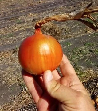 Семена репчатого лука Калипсо F1, п.е. 250 тыс. семян (Libra Seeds)