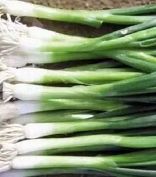Насіння ріпчастої цибулі Грінпік F1, п.о. 250 тис. насінин (Lark Seeds)