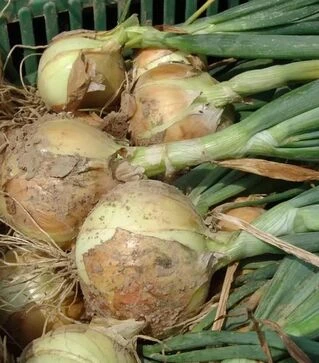 Семена репчатого лука Августа, 1 кг (Moravoseed)