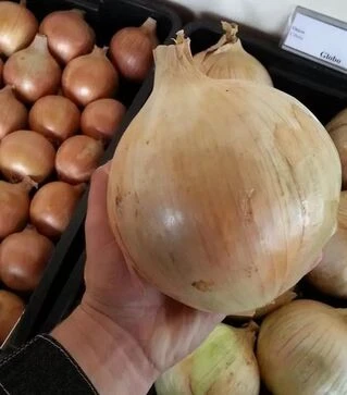 Семена репчатого лука Глобо, 100 г (Semo)
