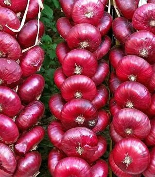 Насіння ріпчастої цибулі Ялтинська, 50 г (Breeding Seeds)