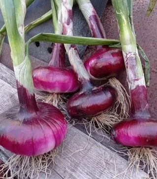 Насіння ріпчастої цибулі Ялтинська, 50 г (Breeding Seeds)