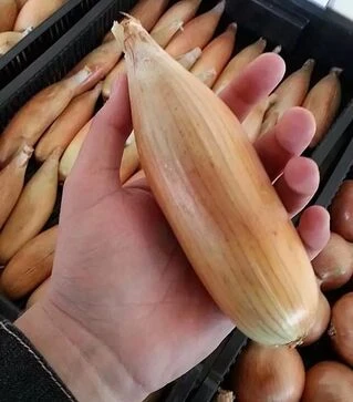 Насіння ріпчастої цибулі Тоска, 100 г (Moravoseed)