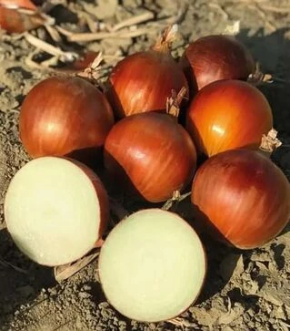 Насіння ріпчастої цибулі Атоміка F1, п.о. 250 тис. насінин (Cora Seeds)