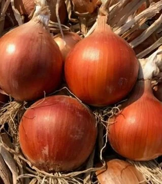 Насіння ріпчастої цибулі Аттіка F1, п.о. 250 тис. насінин (Cora Seeds)