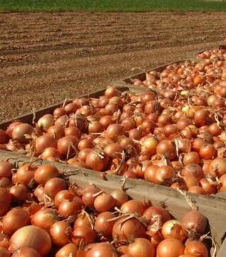 Насіння ріпчастої цибулі Аттіка F1, п.о. 250 тис. насінин (Cora Seeds)