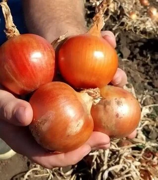 Насіння ріпчастої цибулі Титан F1, п.о. 250 тис. насінин (Libra Seeds)