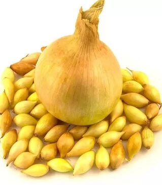 Насіння цибулі сіянки Шекспір, 10 кг (Triumfus Onion Products)