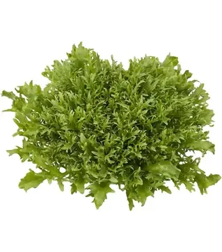 Семена салата Корби, п.е. 1 тыс. семян (Rijk Zwaan)