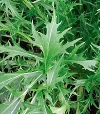 Насіння салату Мізуна зелена, 500 г (Hortus)
